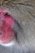 Load image into Gallery viewer, e45f6e3d7b45edb0ec3db3470f35233f002b80c1
