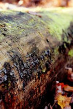 Load image into Gallery viewer, 4139d119c9fbbec011d64120dd3c9f9ca681638c
