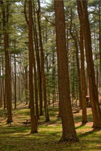 Load image into Gallery viewer, 783e9cc6fed06a141519282c218cc28993c2cfa2
