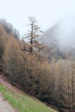 画像をギャラリービューアに読み込む, d1772e202afe014531c4157933fcb1d759278ad6
