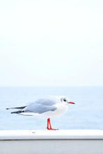 Load image into Gallery viewer, a698e3e19723a6ef9a84161a73fc3c2858c9a563
