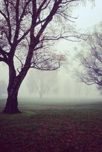 Load image into Gallery viewer, e60077ca964af84202cb8c7f66fb6107e77f3cc1
