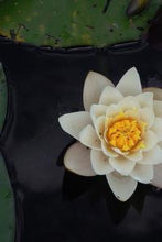 Load image into Gallery viewer, 9a7a46994d9755bca32cd4f4842a8b316af30bc2
