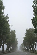 Load image into Gallery viewer, 78d6e06f089854492bcdf533888b408885dfbe7f
