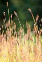 Load image into Gallery viewer, 748ce9456f8f87d6c9c179dbe069cd0914bd1e19
