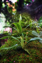 画像をギャラリービューアに読み込む, 935dda6857c7bf15d180929483276f3e6b7c6477
