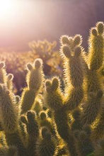 Load image into Gallery viewer, e268ed4233a2b02e7f9390c67c5dbbb073865d24
