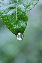 Load image into Gallery viewer, f1e01feeee135f0d1d72f9b4a1b50b22aa242fd7
