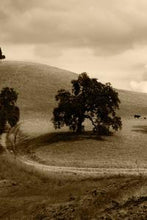 Load image into Gallery viewer, e35ca50ff629a2a5062d28c22e79dc2a0d55307d
