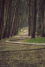 Load image into Gallery viewer, a8db1e46bcc4b335823157eaf4173fe110c40850
